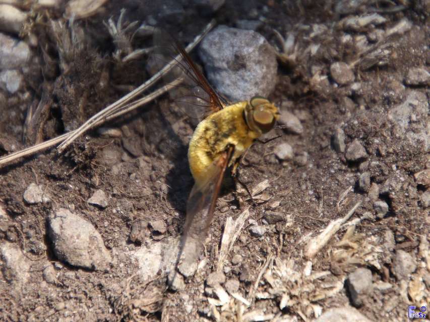 Villa hottentotta - sárga borzaslégy