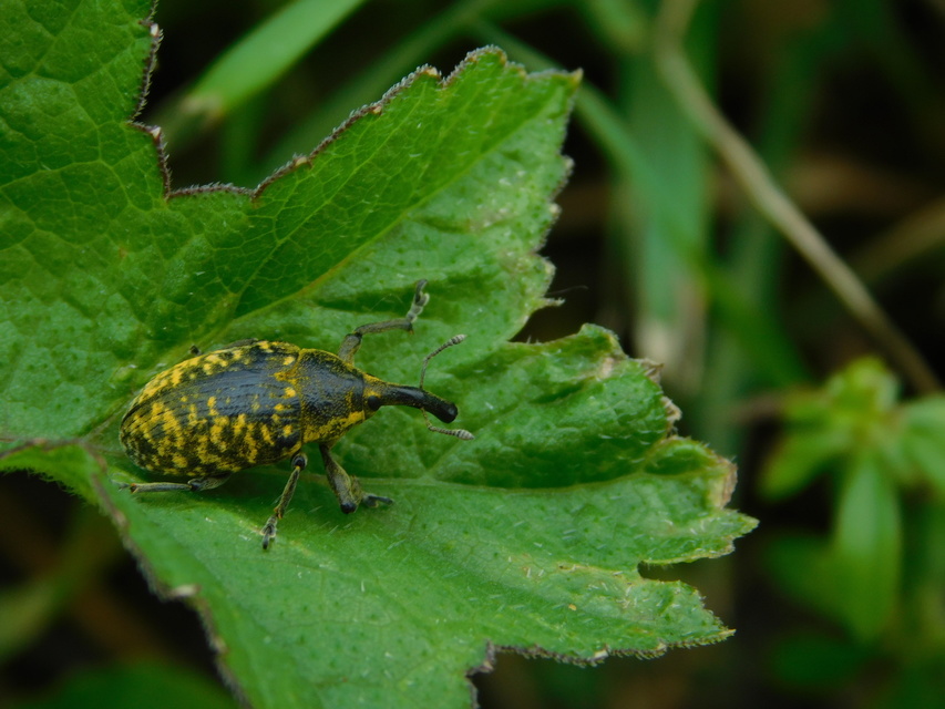 Larinus sturnus - aszat-púderbarkó