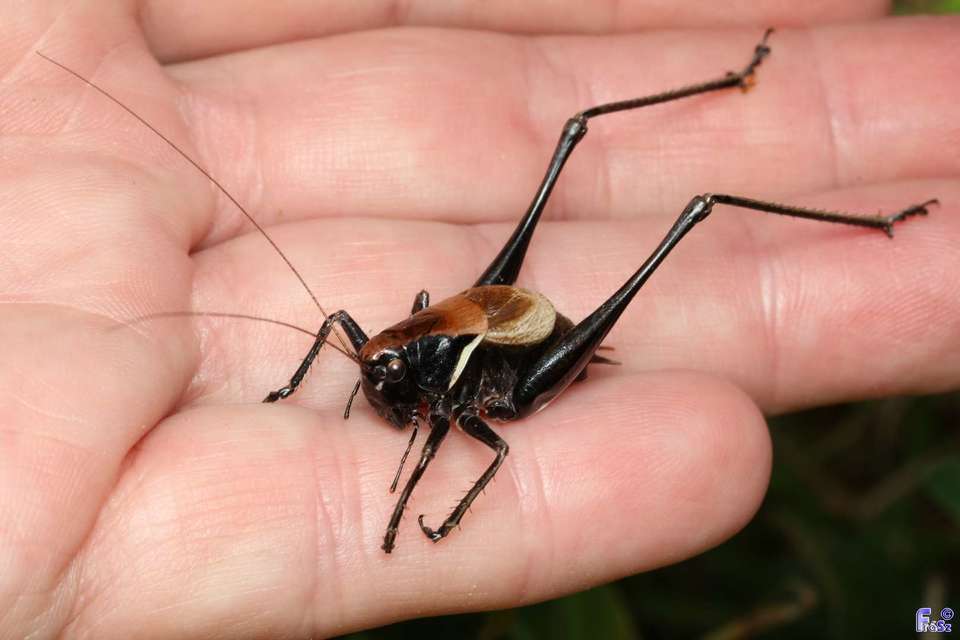 Pholidoptera aptera - nagy avarszöcske