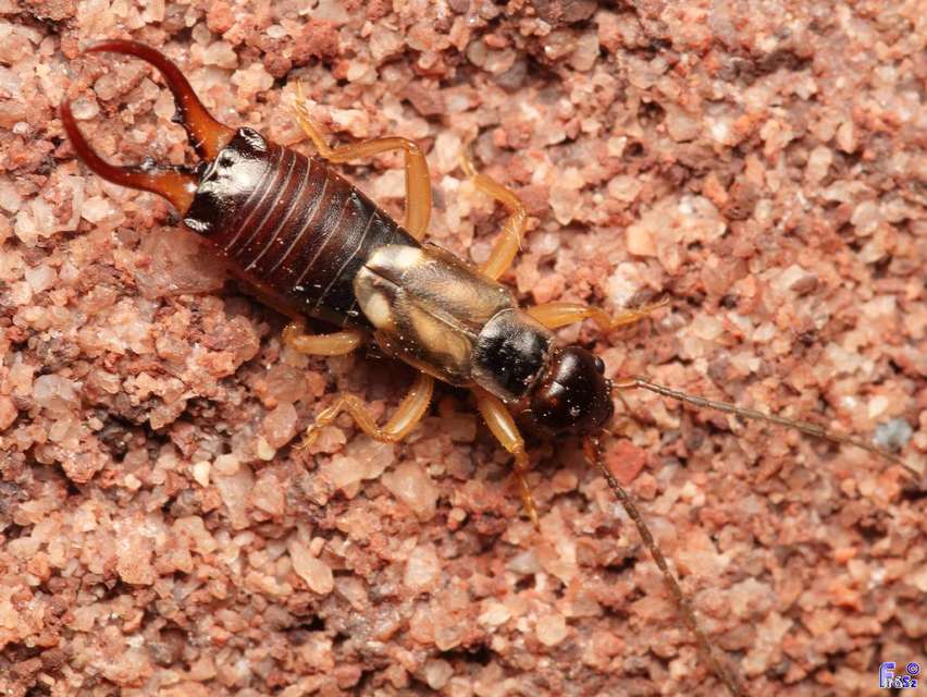 Forficula auricularia - közönséges fülbemászó