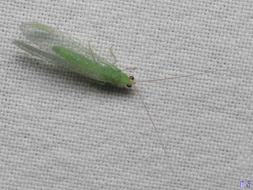 Chrysopidae - zöldfátyolkák