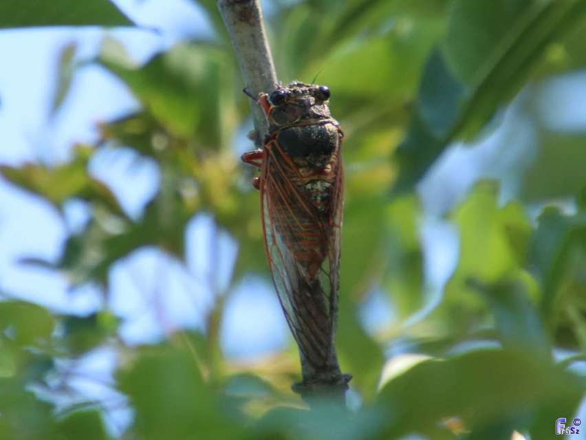 Tibicina haematodes - óriás-énekeskabóca