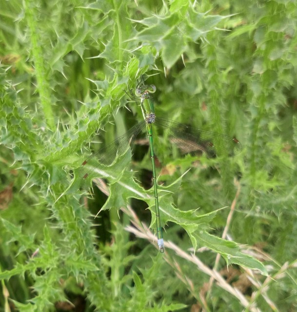 Lestes virens vestalis - kis rablószitakötő