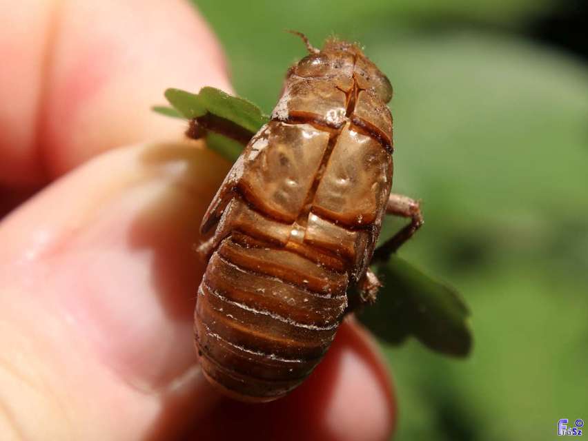 Cicadidae - énekeskabócák