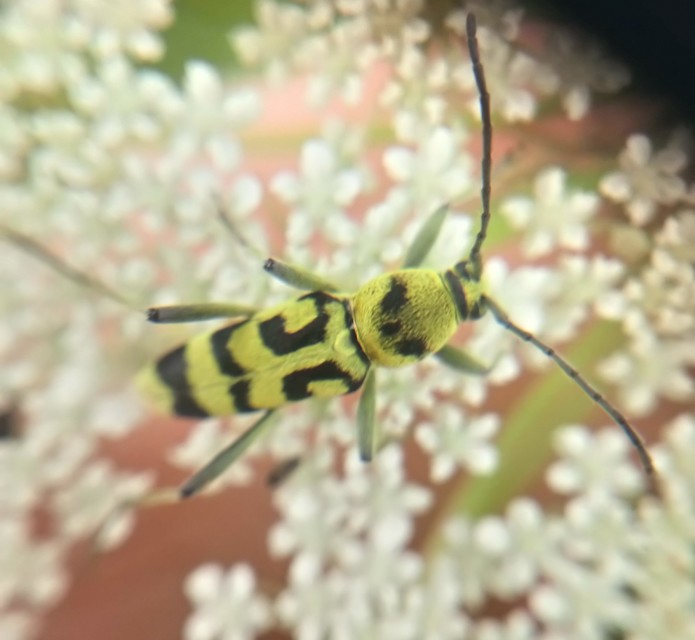 Chlorophorus varius - díszes darázscincér
