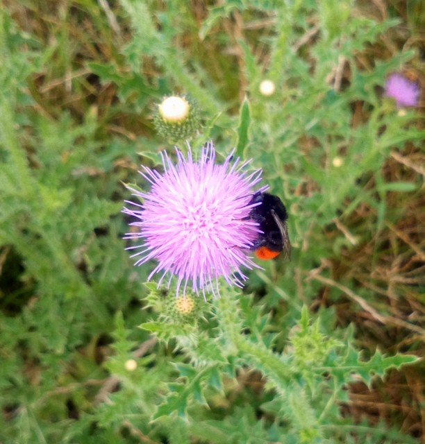 Bombus lapidarius - kövi poszméh