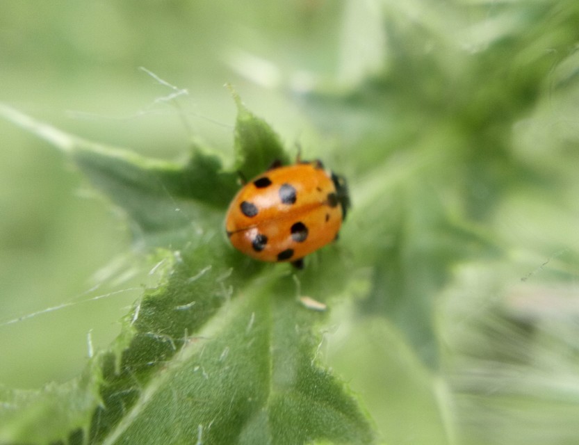 Hippodamia variegata - tizenhárompettyes katica