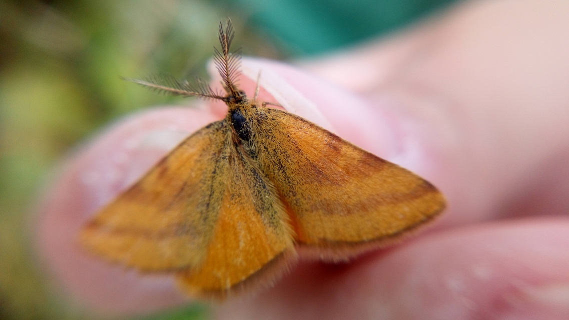 Lythria purpuraria - bíborsávos araszoló
