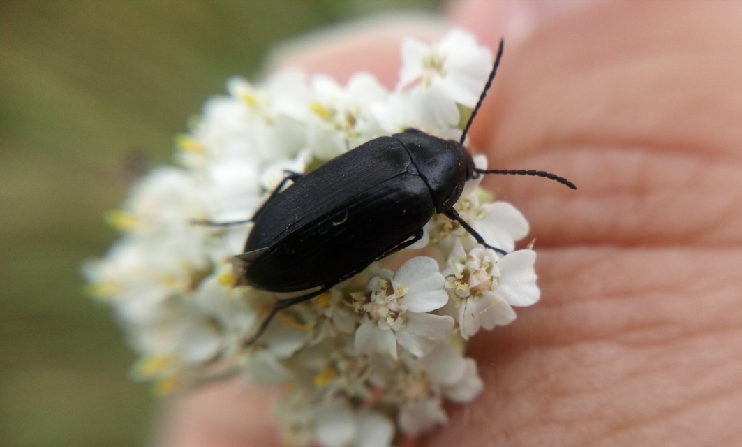 Podonta nigrita - szerecsenbogár