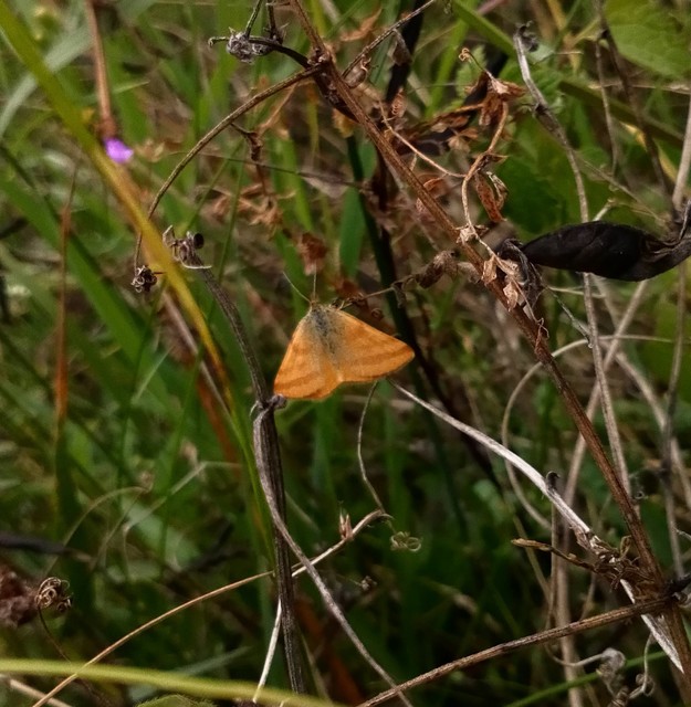 Lythria purpuraria - bíborsávos araszoló