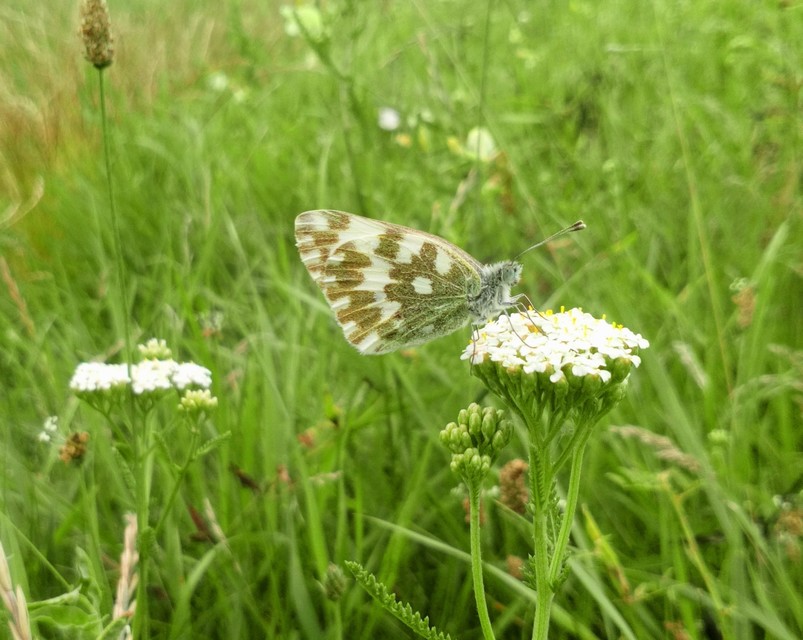 Pontia edusa - rezedalepke