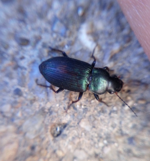 Harpalus distinguendus - mezei lomhafutó