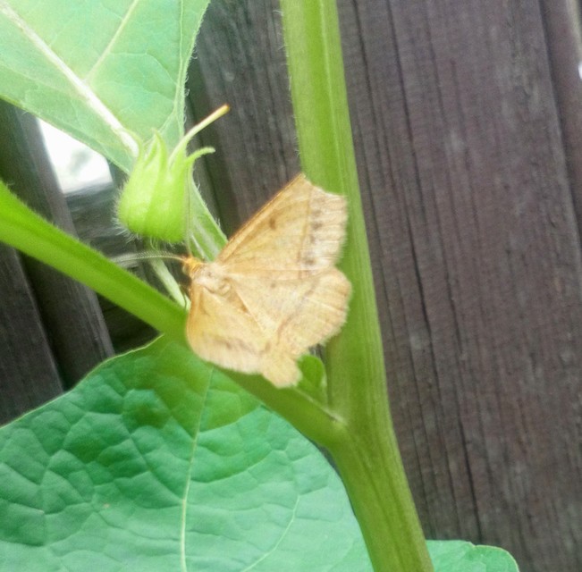 Tephrina arenacearia - lucerna-araszoló