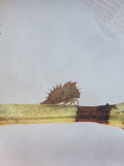 Membracidae - púposkabócák