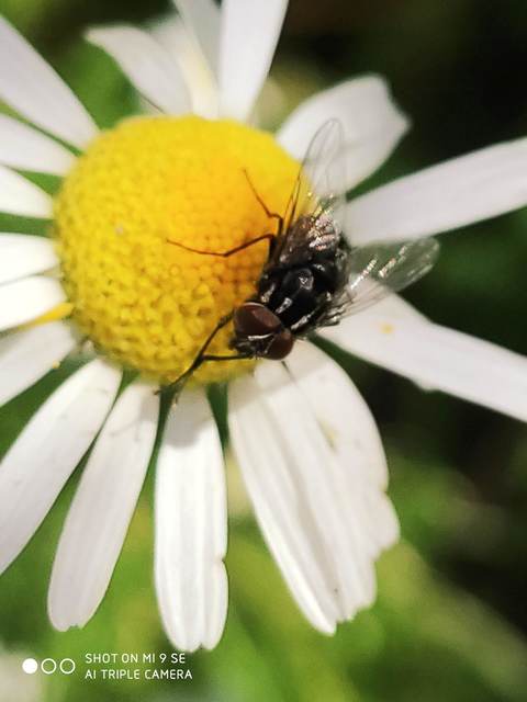 Graphomya maculata