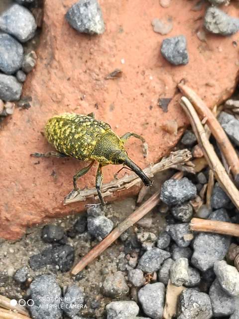 Larinus sturnus - aszat-púderbarkó