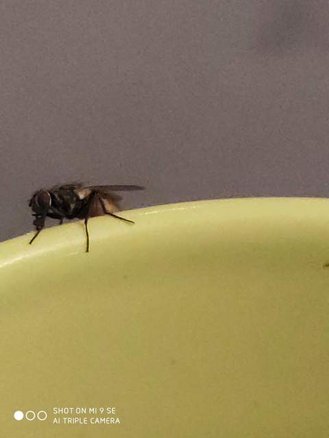 Musca domestica - házi légy