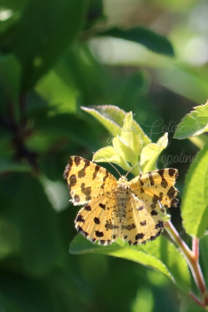 Pseudopanthera macularia - párducfoltos araszoló