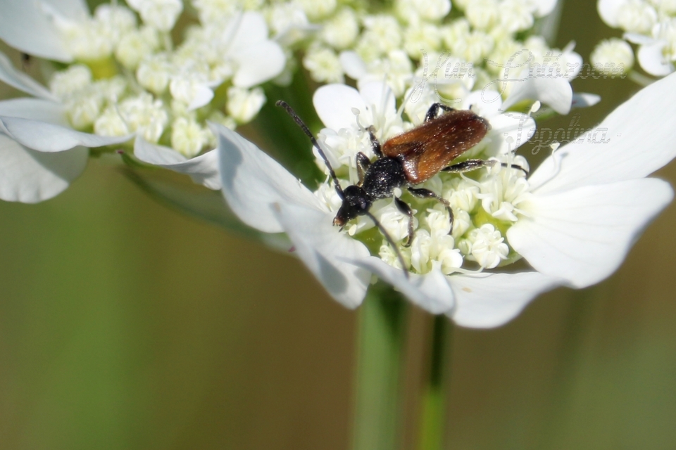 Pseudovadonia livida - barnás virágcincér