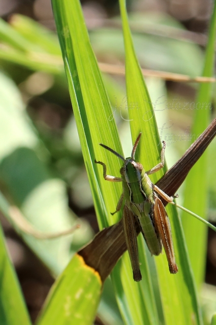 Stenobothrus lineatus - jajgató rétisáska