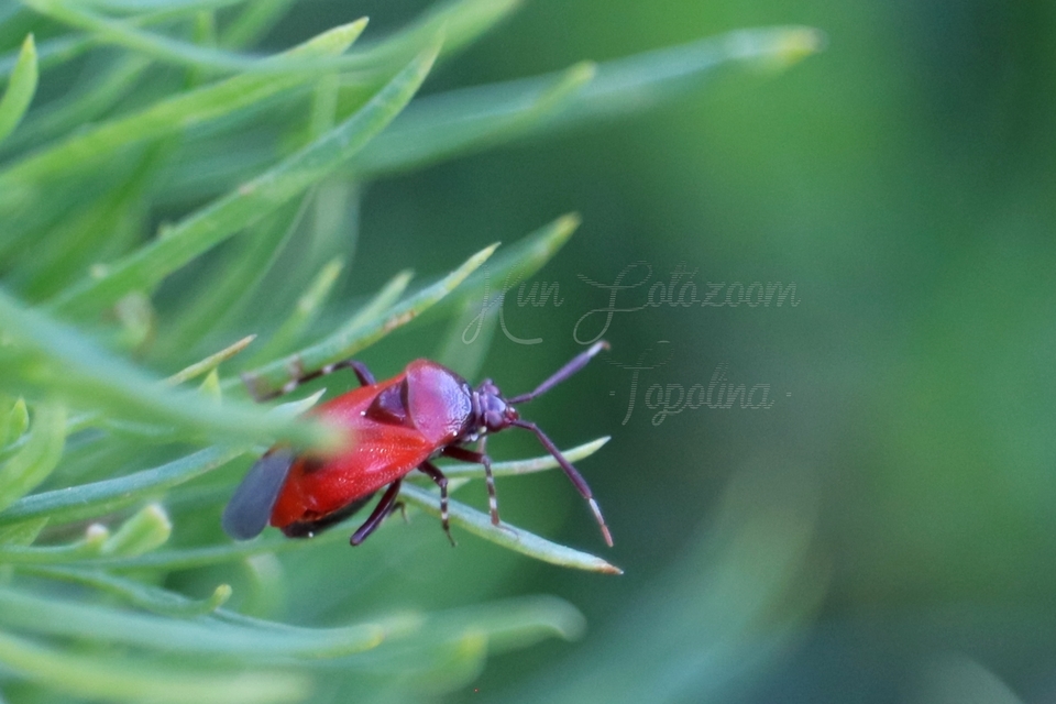 Deraeocoris rutilus - cinóber mezeipoloska