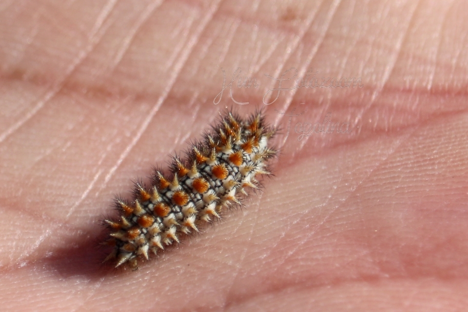 Melitaea didyma - tüzes tarkalepke