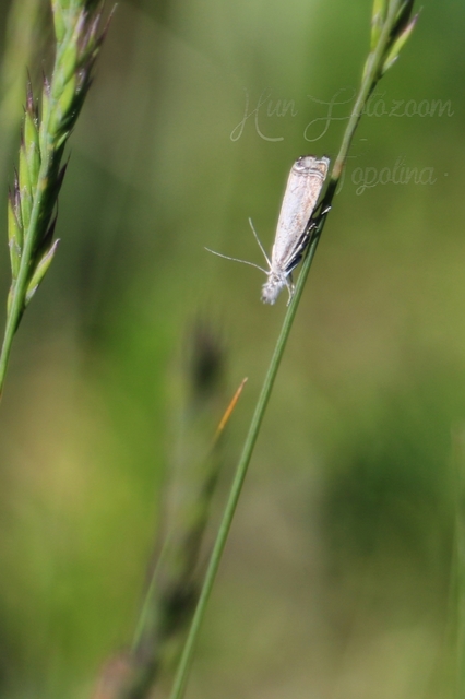 Platytes cerussella - törpe fűgyökérmoly