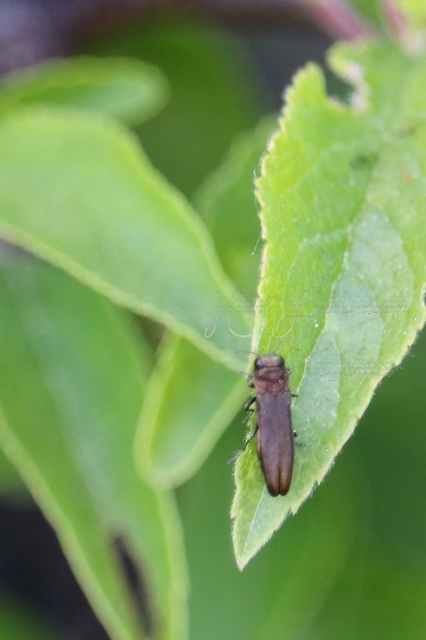 Agrilus macroderus - rózsa-karcsúdíszbogár