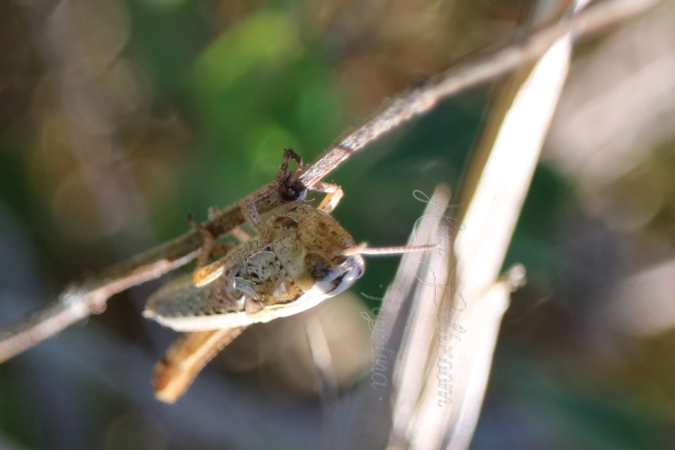 Stenobothrus lineatus - jajgató rétisáska
