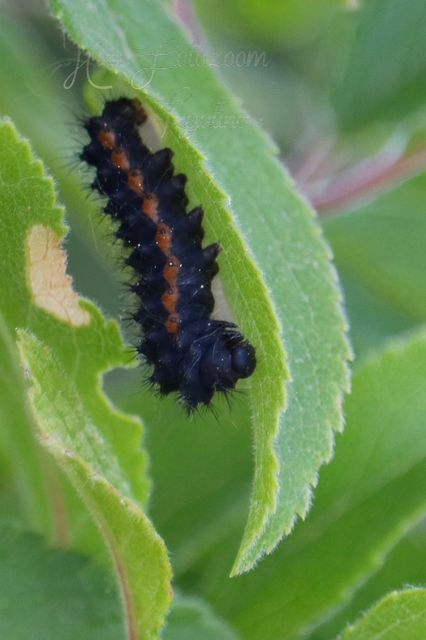 Saturnia pavoniella/pavonia