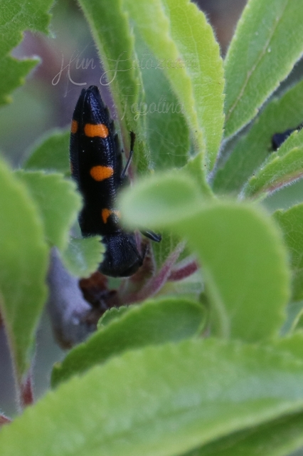 Ptosima undecimmaculata - sárgafoltos díszbogár