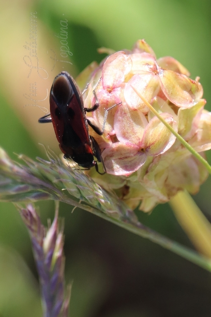 Rhyparochromus phoeniceus - gyepi díszesbodobács