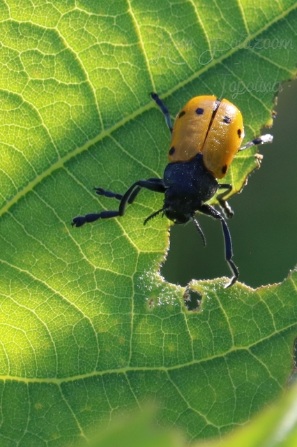 Lachnaia sexpunctata - szőrösnyakú zsákhordóbogár