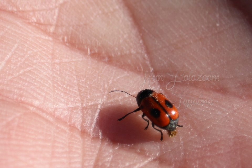 Cryptocephalus bipunctatus - kétpettyes zömökbogár