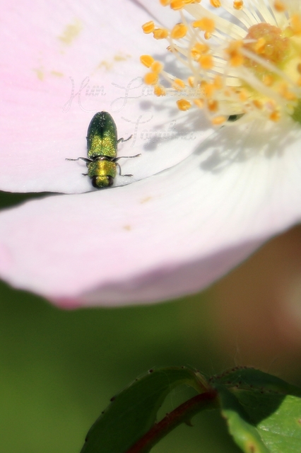 Anthaxia nitidula - ragyogó virágdíszbogár