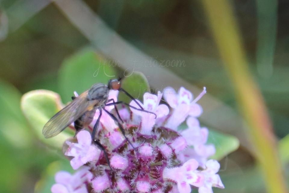 Empis