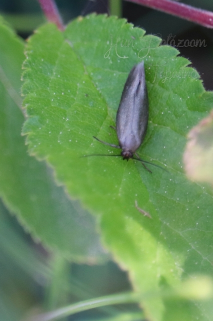 Scythrididae - zöldmolyfélék