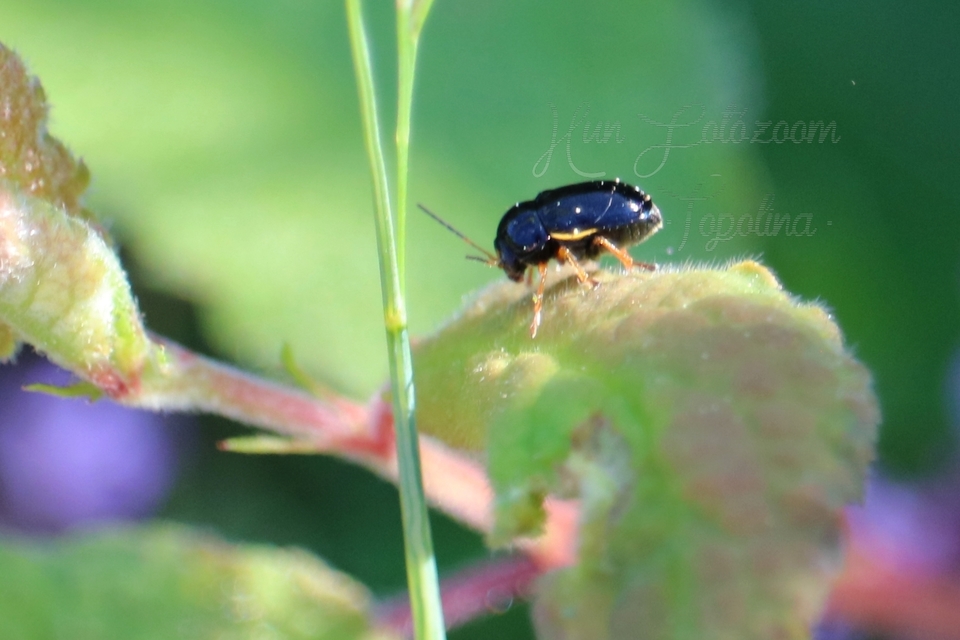 Cryptocephalus bameuli/flavipes