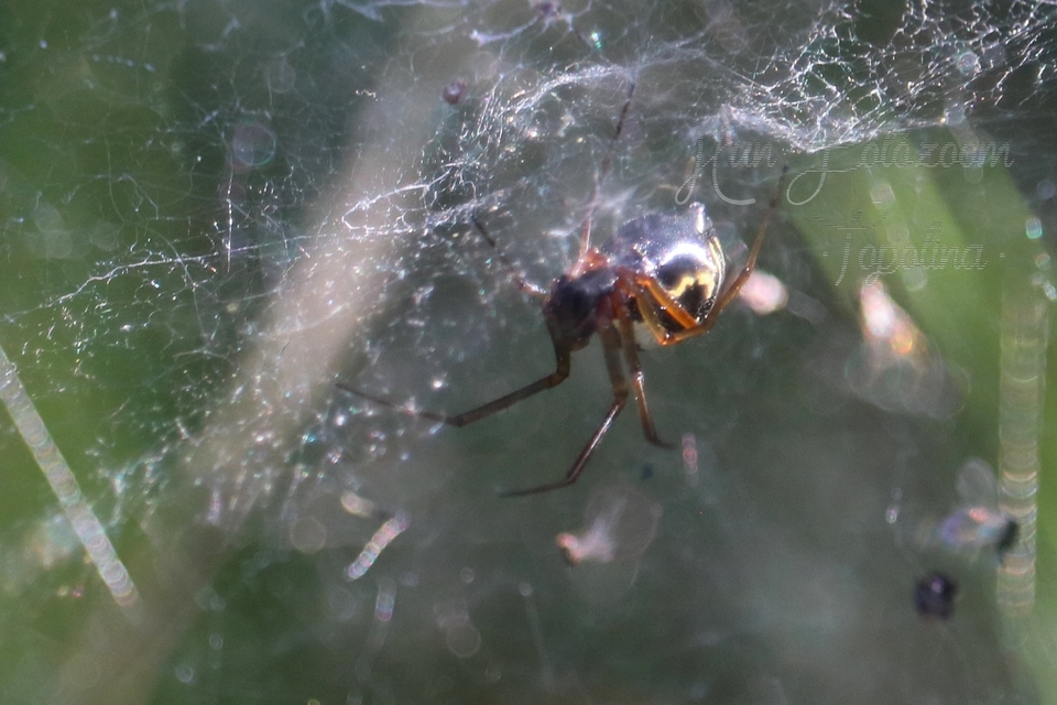 Linyphiidae - vitorláspókok