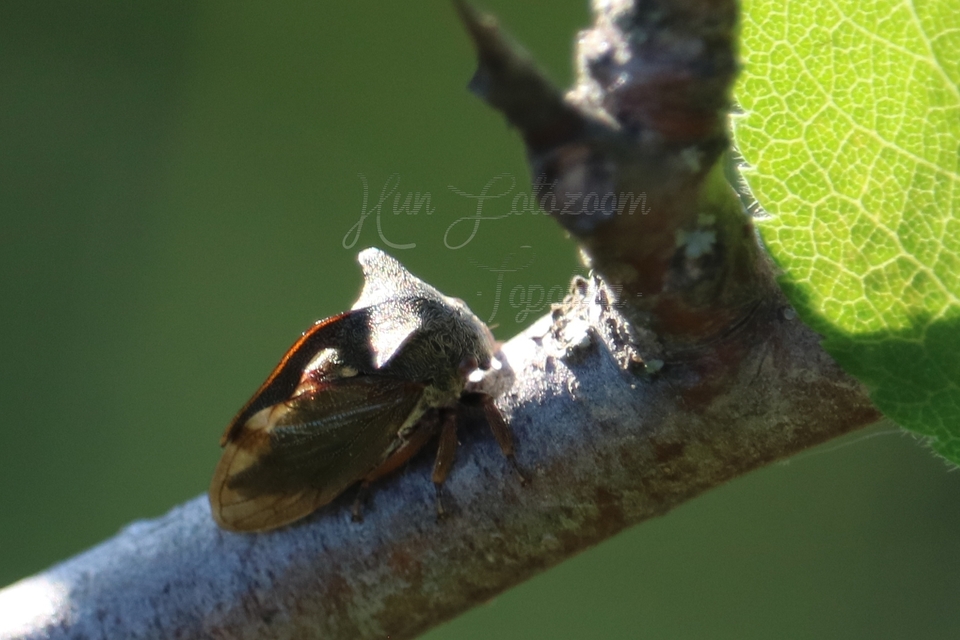 Centrotus cornutus - szarvaskabóca