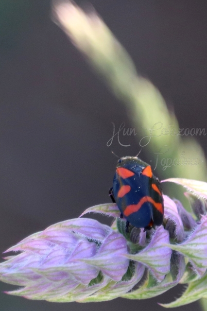 Cercopis arcuata/sanguinolenta