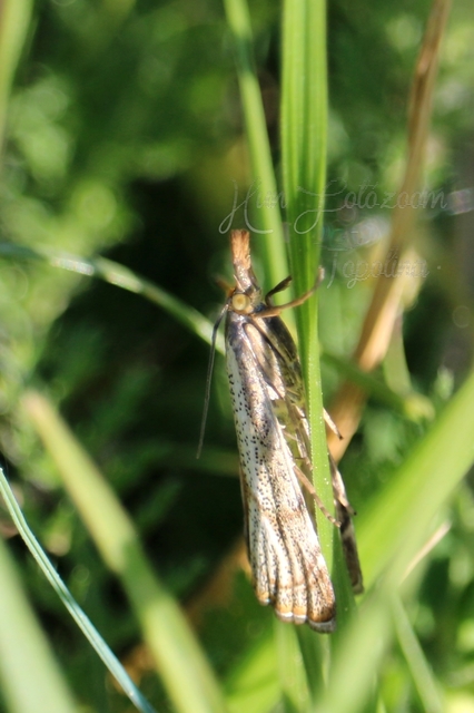 Thisanotia chrysonuchella - tavaszi fűgyökérmoly