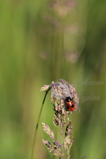 Cryptocephalus bipunctatus - kétpettyes zömökbogár