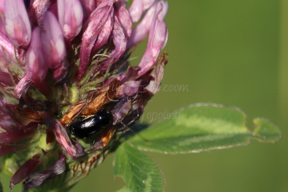 Cryptocephalus bameuli/flavipes