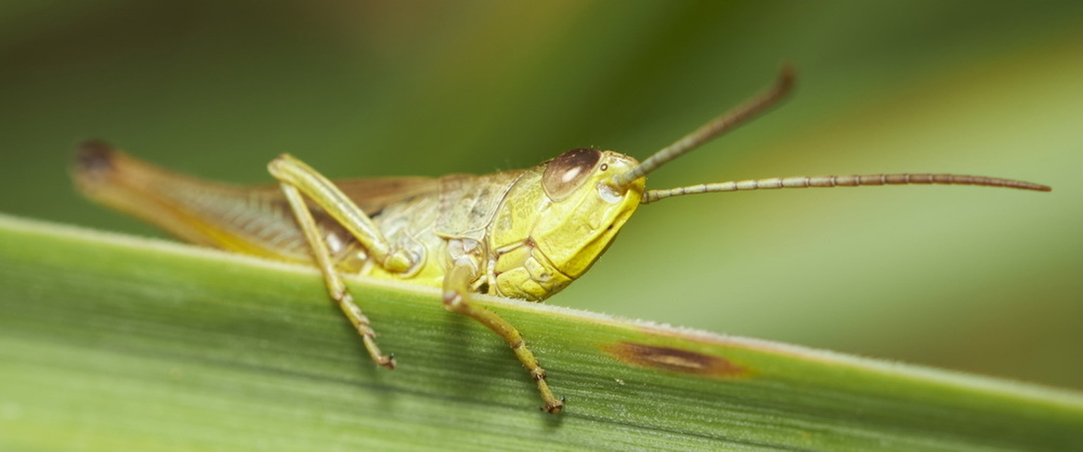 Pseudochorthippus parallelus - közönséges rétisáska
