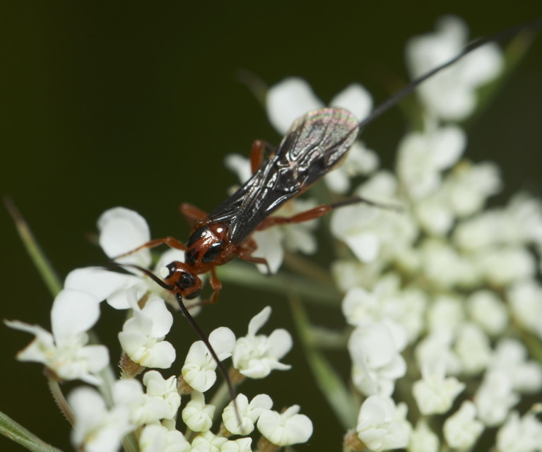 Braconidae - gyilkosfürkészek