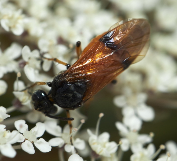 Argidae - botcsápú levéldarazsak