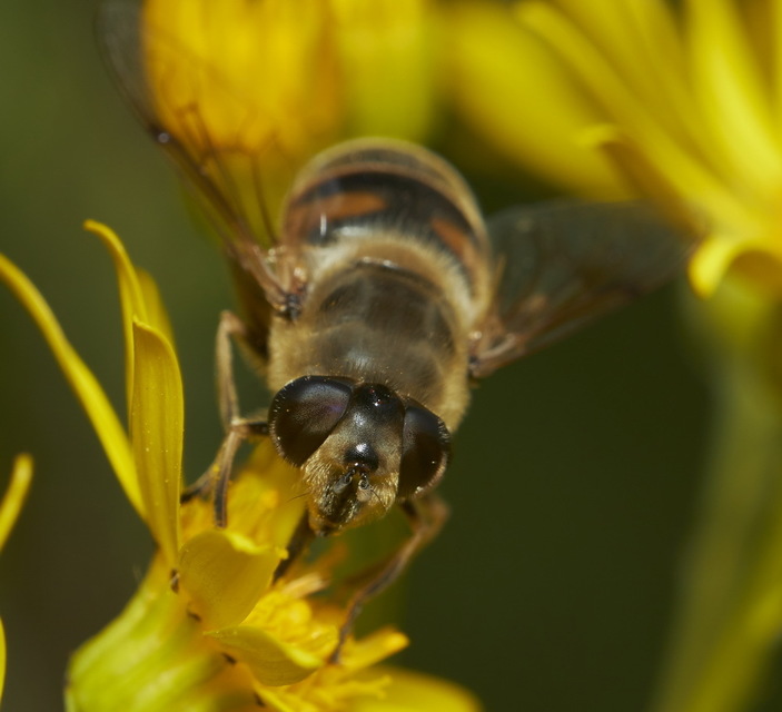 Eristalis tenax - közönséges herelégy