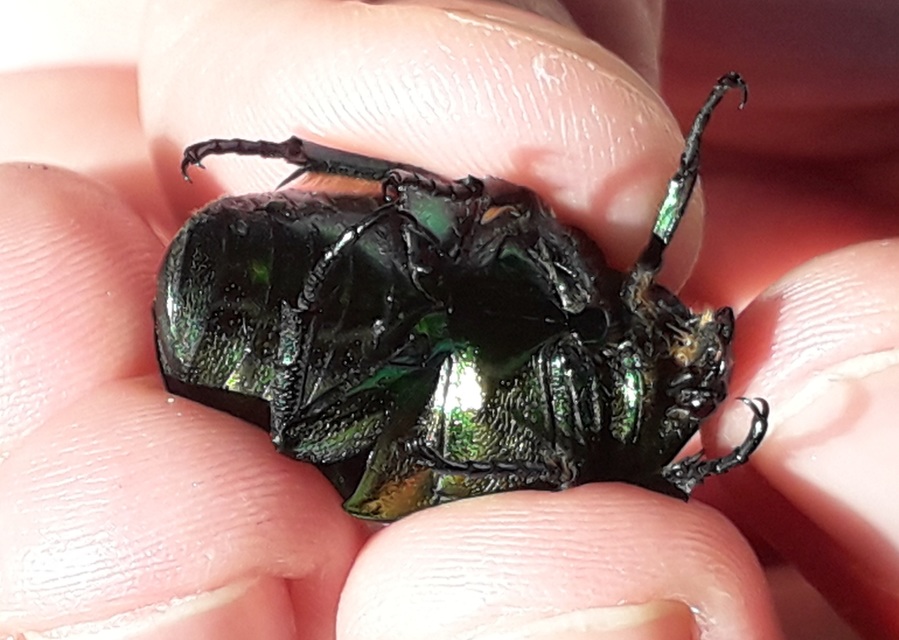 Protaetia affinis - smaragdzöld virágbogár