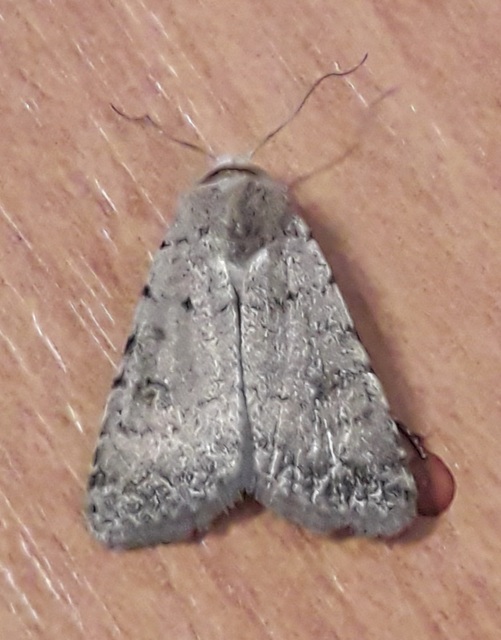 Paradrina clavipalpis - közönséges selymesbagoly